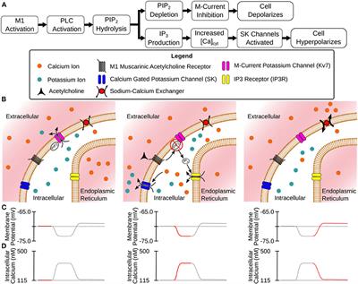 A Computational Model of the Cholinergic Modulation of CA1 Pyramidal Cell Activity